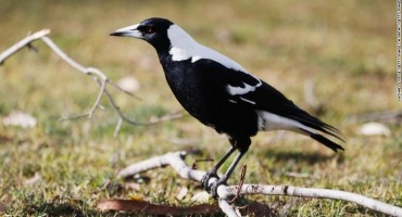 Australija, svraka , napad