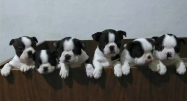 Kutak za ljubitelje životinja: Ovdje možete kupiti preslatke pse