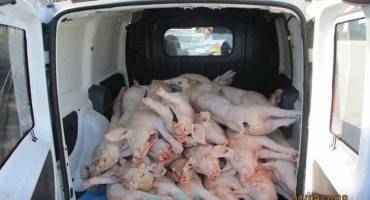 10 sati vozio 33 zaklane svinje u kombiju bez hlađenja!