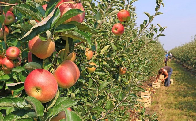 Berači jabuka došli čak iz Njemačke, kilogram tri puta jeftiniji nego u trgovini