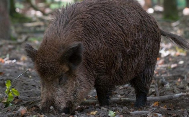 Seljaci narodnjačkim hitovima brane njive od divljih svinja