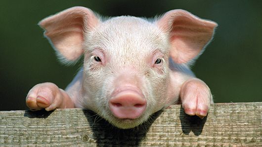 Mađari otkrili afričku svinjsku kugu kod divljih svinja zapadno od Budimpešte