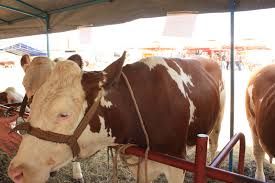 Ovo je krava - Princeza, šampionka izložbe krava i junica u Modriči