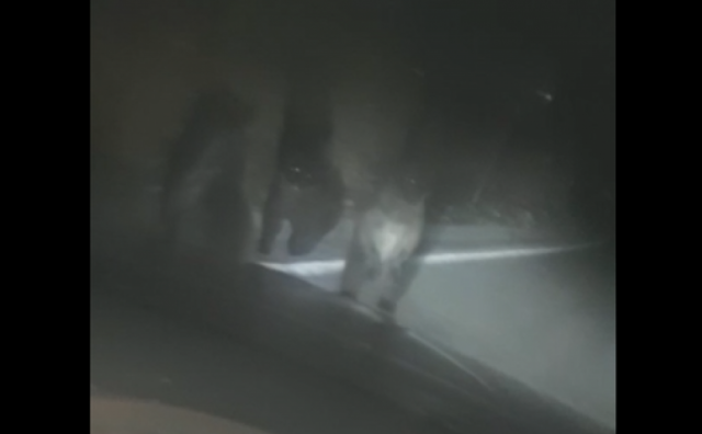 VIDEO/Rama: Medvjedica i troje mladih snimljeni na cesti