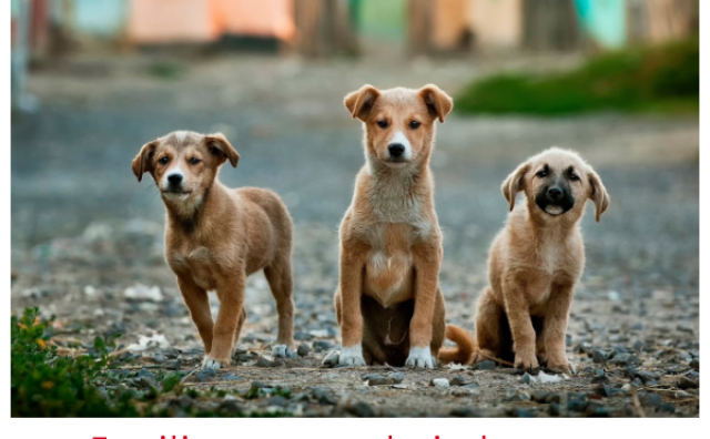 Upozorenje za Mostar: U parku bačen otrov za pse