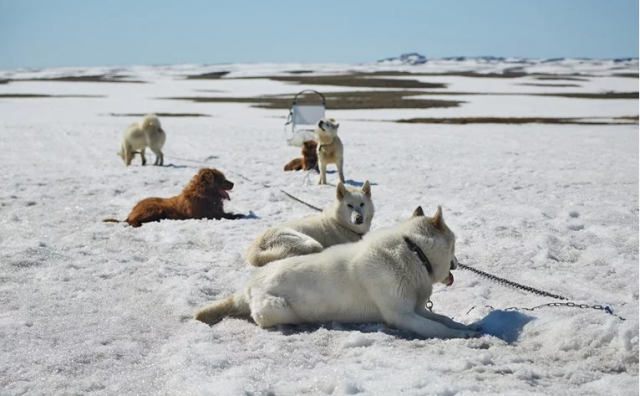 Otapanje leda na Grenlandu prijeti psima za vuču sanjki