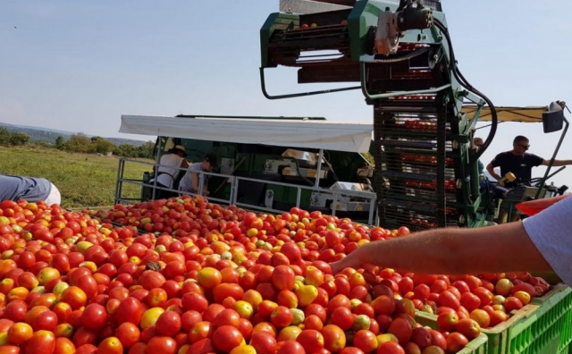 Sa hercegovačkih polja ubrat će se 1000 tona rajčice za Podravku, idući korak izgradnja tvornice