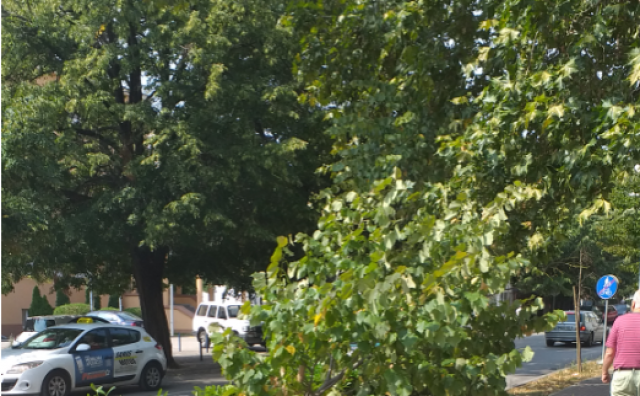 UBOD: Pojedinci u Mostaru frustracije 'liječe' na stablima