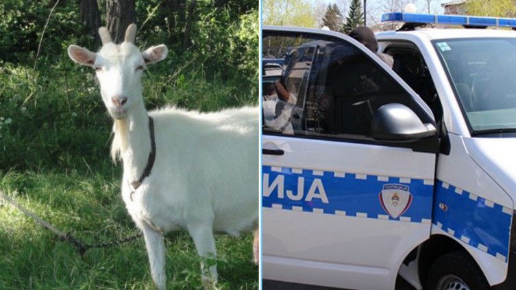 Šokantan slučaj: Banjalučanin silovao pa zadavio kozu