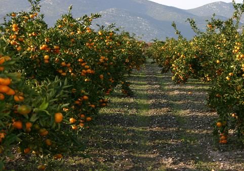 BERE IH I JEDE I HERCEGOVINA Slovenci prijavili mandarine iz HR zbog pesticida