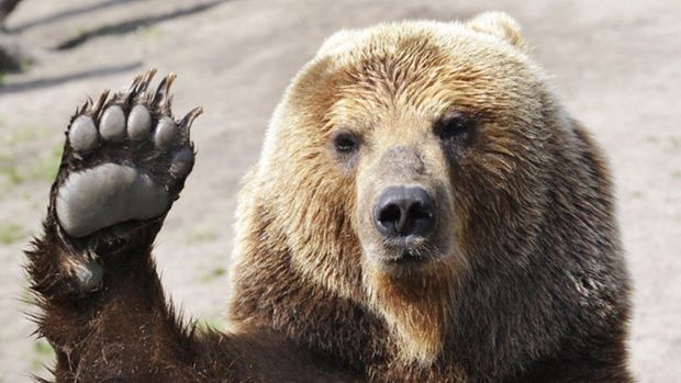 Medvjed ponovno uništavao košnice na Kupresu; Obilježio teritorij urlikanjem