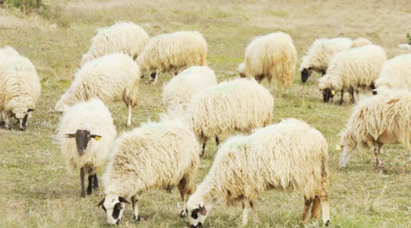 U ŽZH isplaćeni poticaji za stočarstvo, peradarstvo i pčelarstvo za ovu godinu