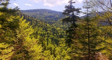 Zbog lošeg poslovanja smijenjena četiri člana Skupštine ŠGD Hercegbosanske šume