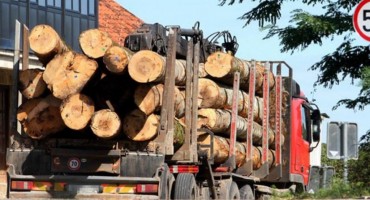 nelegalno, prevozili drva