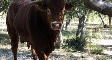 Bik Jerry i dalje u bijegu: U potragu uključen i dron