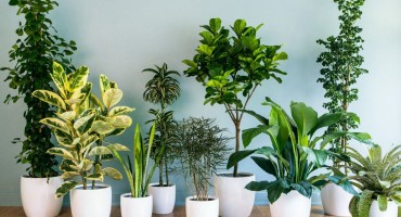 Četiri razloga zašto je dobro uzgajati kućne biljke