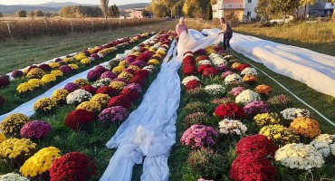 OPG Stipić: Za Svi Svete nudimo domaće lončanice – šareno i mirisno cvijeće uzgojeno s puno ljubavi