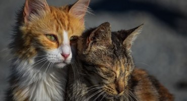 Mačke spasile svoje vlasnike: Upozorile ih na urušavanje kuće