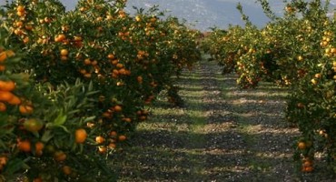 BERE IH I JEDE I HERCEGOVINA Slovenci prijavili mandarine iz HR zbog pesticida