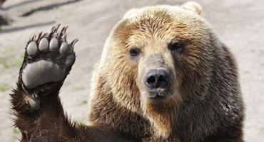 Medvjed ponovno uništavao košnice na Kupresu; Obilježio teritorij urlikanjem