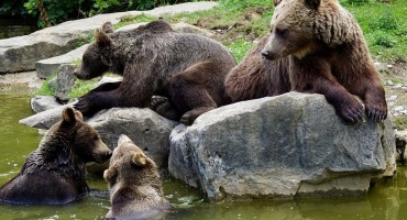 Medvjedi u HBŽ-u dolaze u naselja: Potrebno izraditi plan gospodarenja mrkim medvjedom