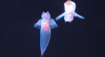 Na Jadranu prvi put uočeni 'morski anđeli'