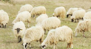 vlada ŽZH, poticaji, poljoprivreda