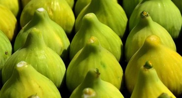 uzgoj smokvi, Hercegovina