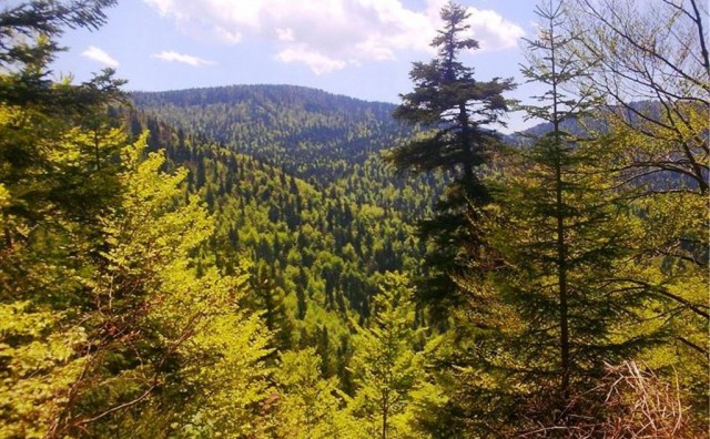Zbog lošeg poslovanja smijenjena četiri člana Skupštine ŠGD Hercegbosanske šume