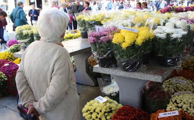 krizanteme, blagdan svi sveti