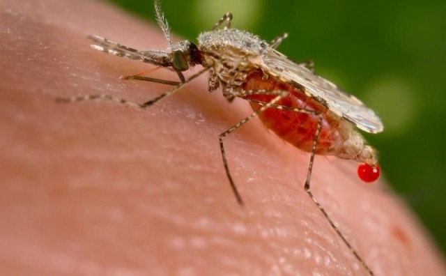 Zdravstvena situacija izmiče kontroli: Dvojica migranata oboljela od malarije