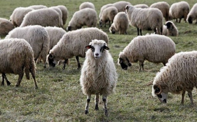 VIDEO/ Na farmi bivšeg kupreškog načelnika: Čuvajući ovce mjesečno zarade 4.000 KM
