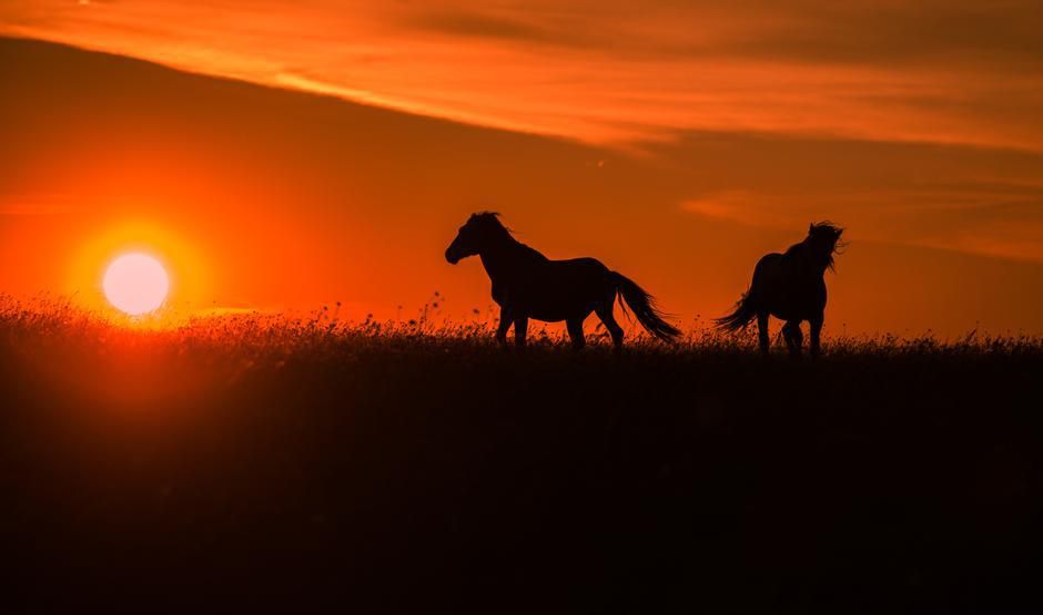 divlji konji,Livno