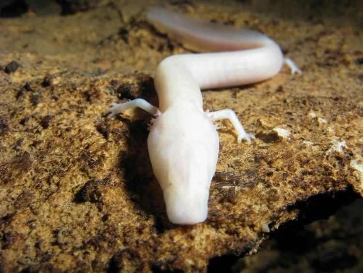 Pročitali genetski kod čovječje ribice i došli na korak do metode kojom će možda otkloniti uzrok dijabetesa