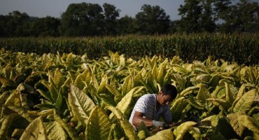 British American Tobacco optužen za prisilni dječji rad