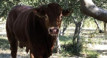 Gdje je nestao neustrašivi bik Jerry: Pobjegao je prije gotovo mjesec dana, a više ga nitko niti ne traži