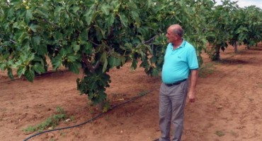 čapljinske smokve, stambolka