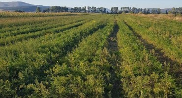 Tomislavgrad: Nezaposleni branitelj uzgojio tone mrkve, postoji li kupac?