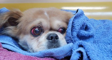 UZNEMIRUJUĆE Mala kujica nađena krvava, sumnja se da je silovana