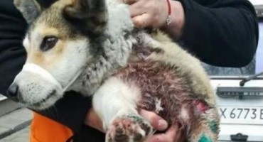 Pas, zlostavljanje, Ukrajna