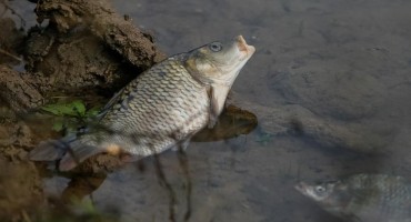 Mještani uvjereni: Uzrok pomora ribe su otpadne vode