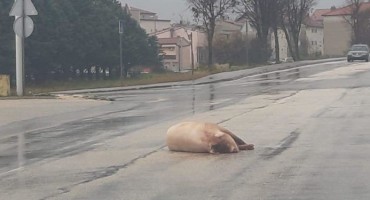 Posušje: Svinja završila na cesti
