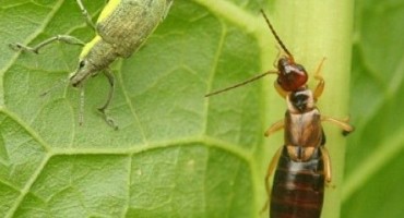 Mostar domaćin 16. simpozija o zaštiti bilja u BiH