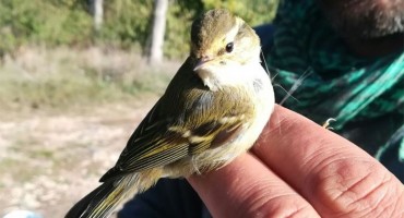 Azijski zviždak iz Sibira doletio do Čapljine