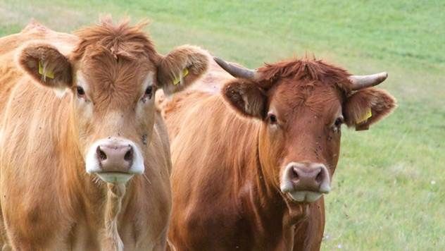 Farmeri prijete izlaskom na granice i blokadom uvoza govedine u BiH
