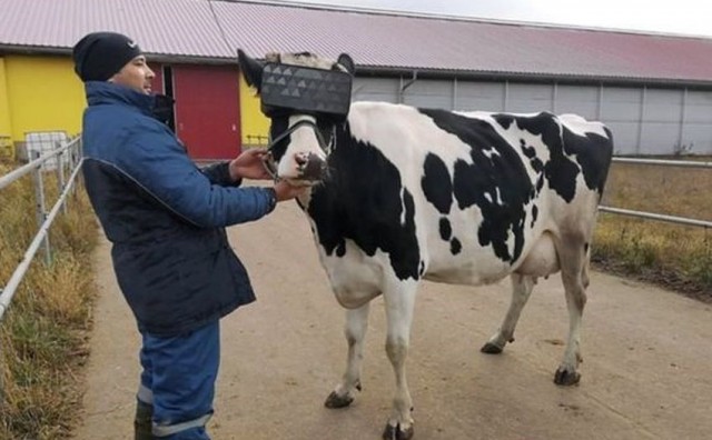 Rusi na farmi liječe krave od anksioznosti uz pomoć VR naočala