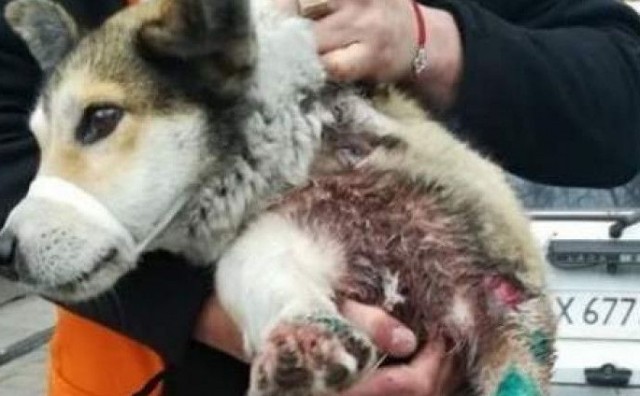 Šokantan video iz Ukrajne: Političar brutalno zlostavljao svog psa