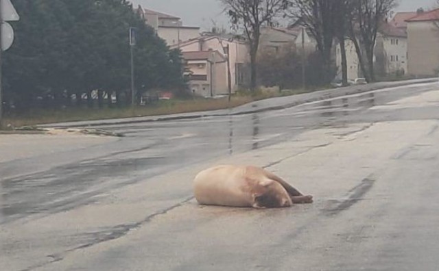 svinja, Posušje