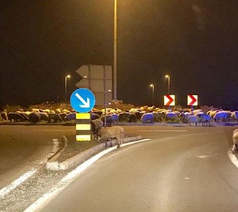 Ovce okupirale kružni tok u poslovnoj zoni u Zagrebu