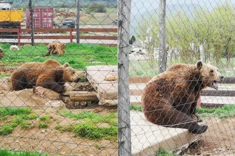 Macola bi mogao ostati bez svoja dva medvjeda Brunde i Mrkog